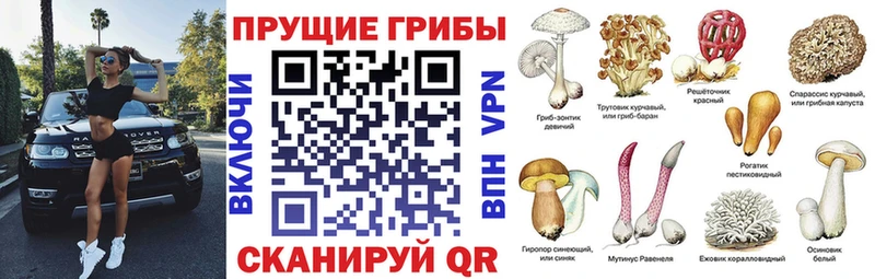 Галлюциногенные грибы Psilocybine cubensis  Алупка 